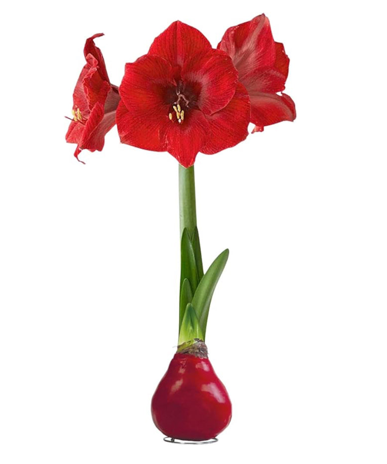 Amaryllis Bulbs