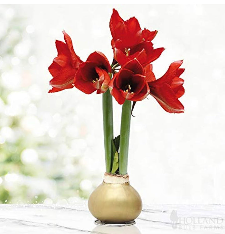 Amaryllis Bulbs