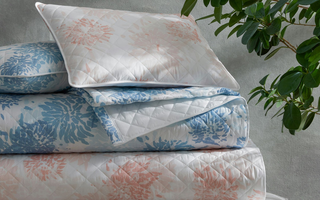 Chrysanthemum Shams