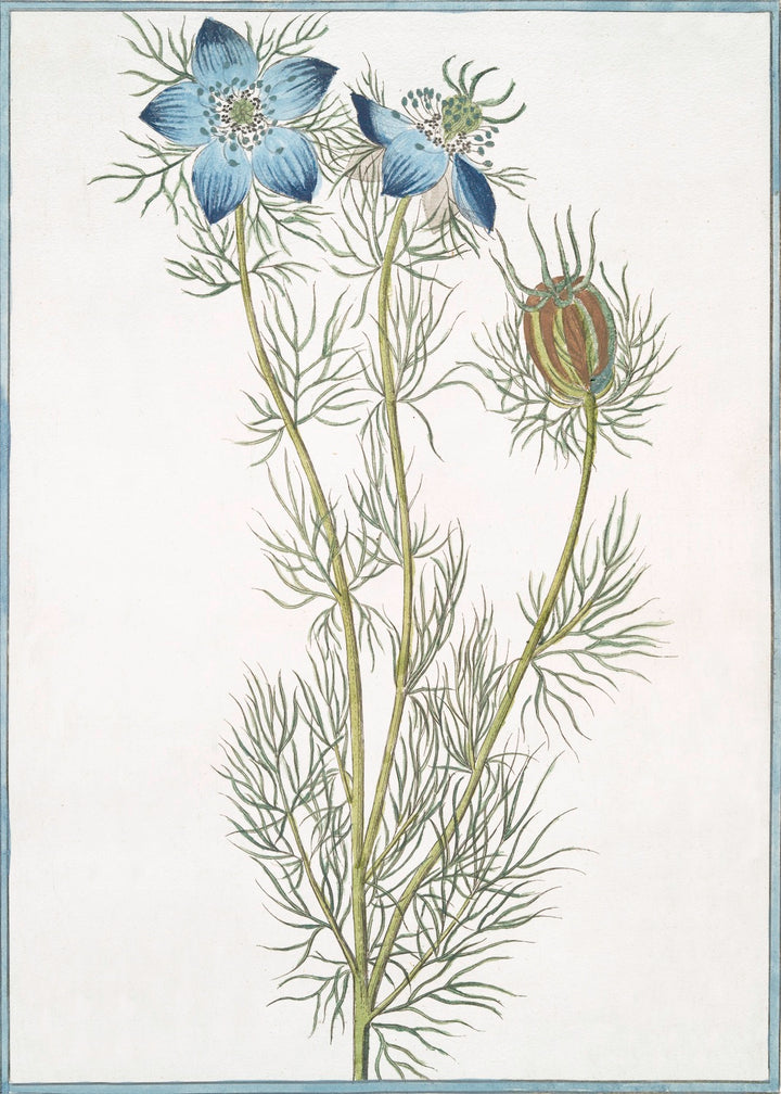 Italian Botanicals | Blue (2955)