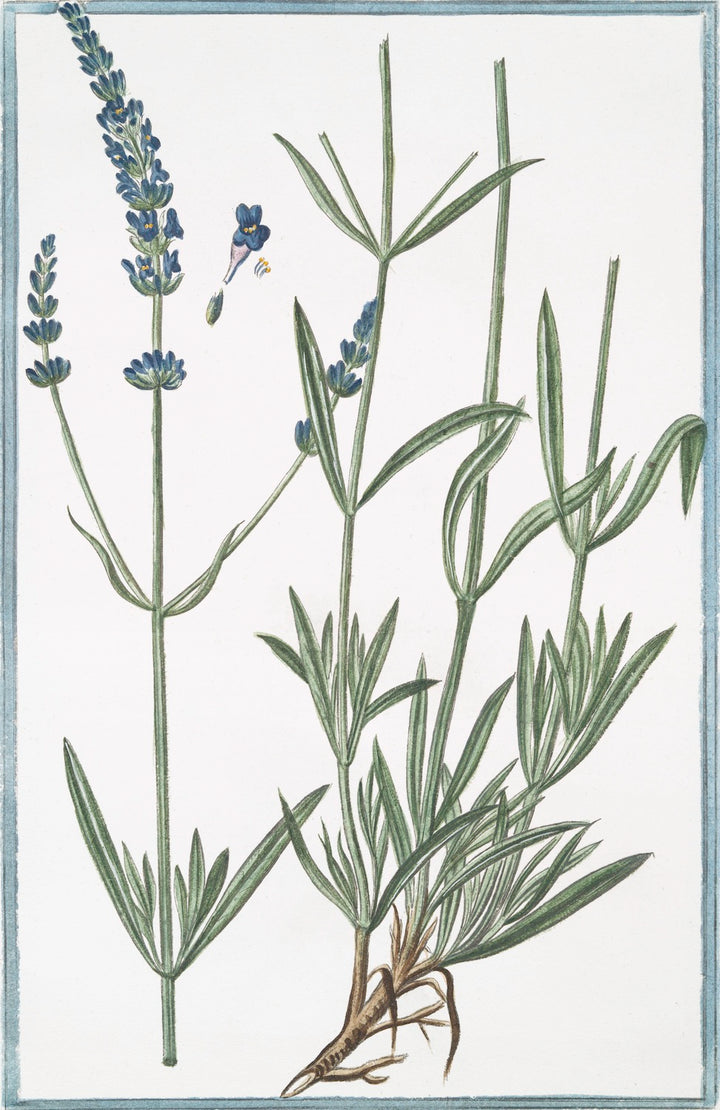 Italian Botanicals | Blue (2978)
