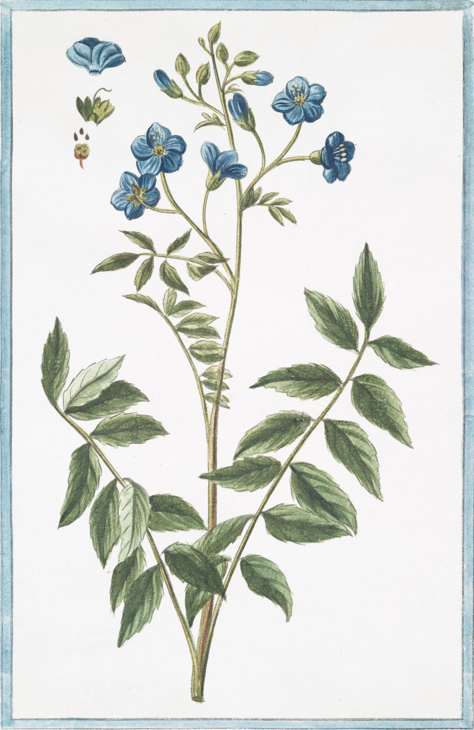 Italian Botanicals | Blue (2989) – Charlotte's Inc
