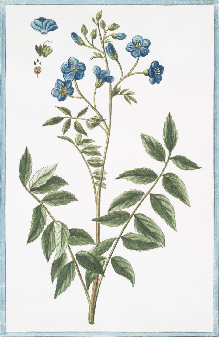 Italian Botanicals | Blue (2989)